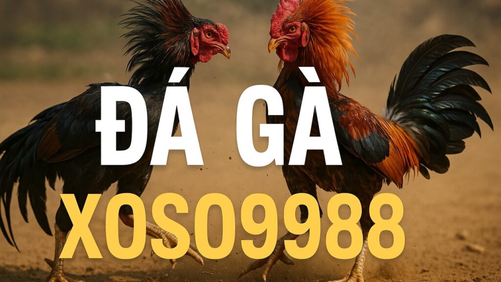 Đá gà XOSO9988
